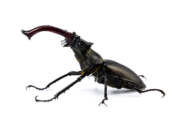 lucanus