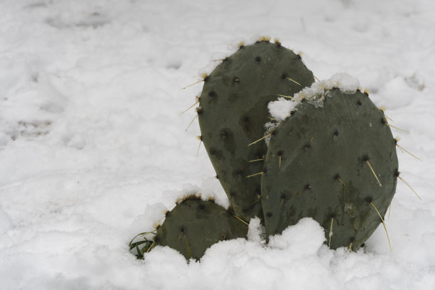 雪天仙人掌特写