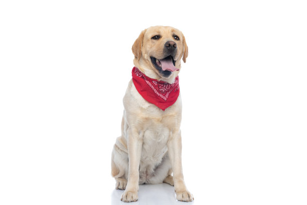 labrador
