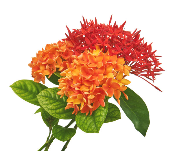 ixora