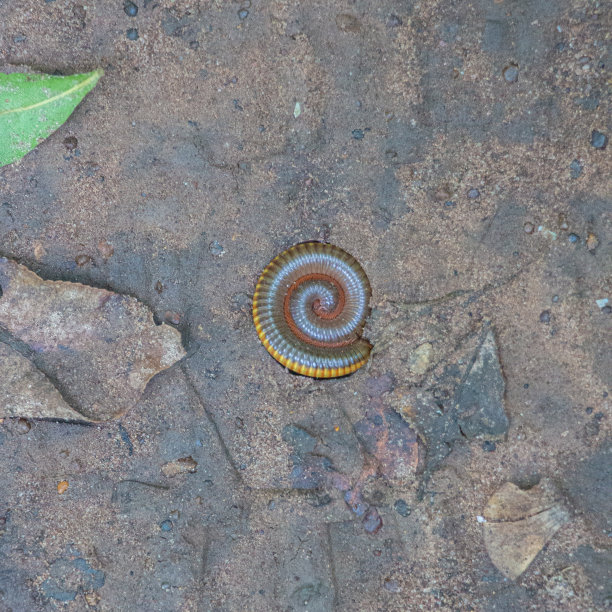 millipede