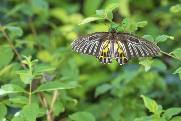 ornithoptera