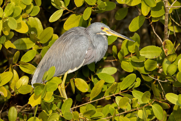 egretta
