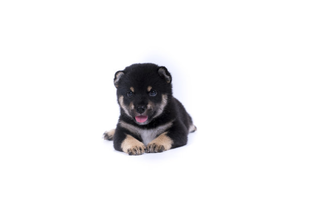 pedigree
