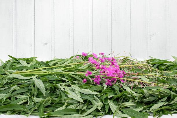 epilobium
