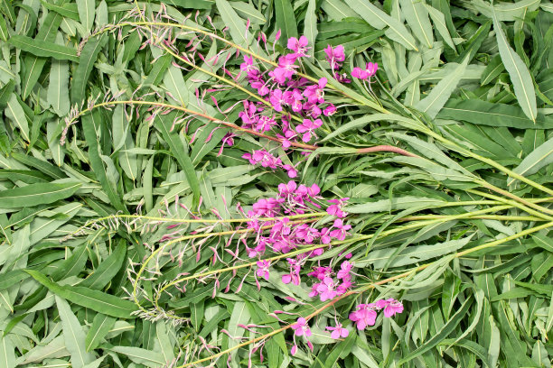 epilobium