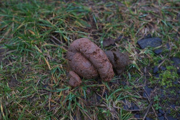 poo