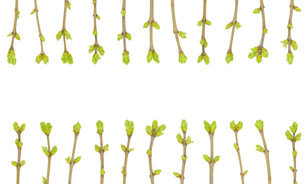 twig