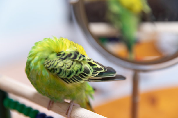 preen