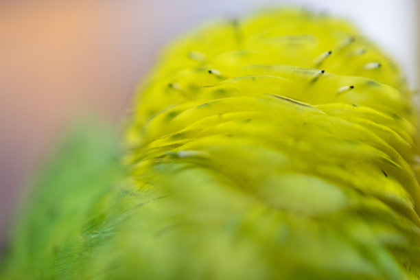 preen