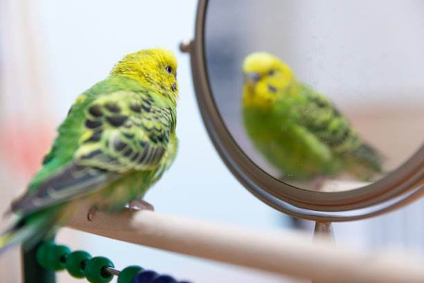 preen