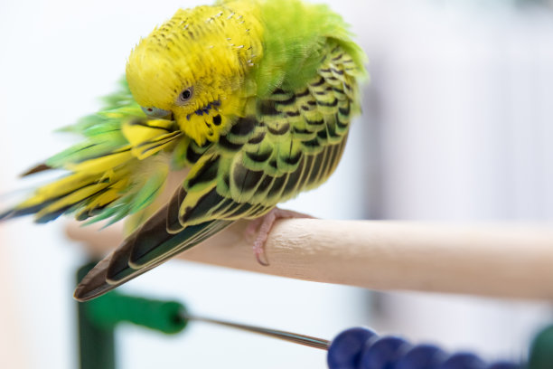preen
