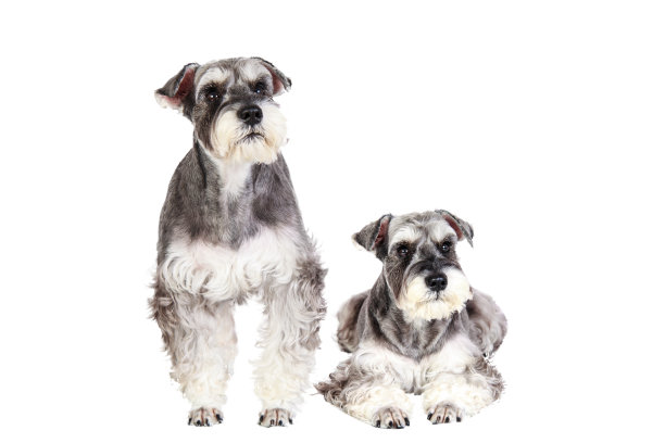 schnauzer
