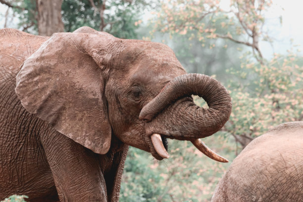 pachyderm
