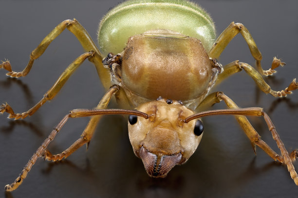 arthropod