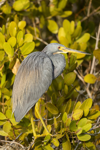 egretta
