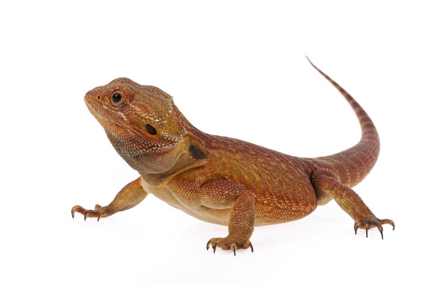 agama