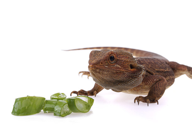 pogona