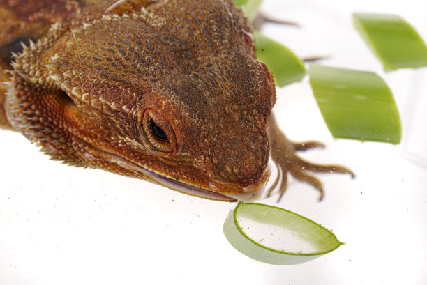 pogona