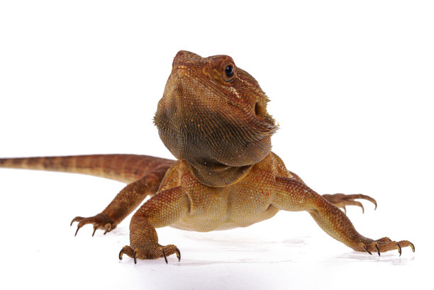 pogona