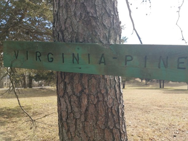 virginia