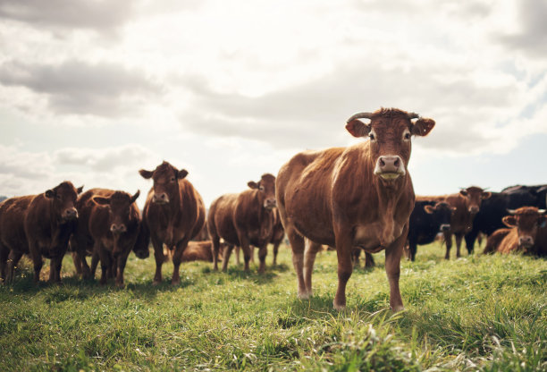 cattle