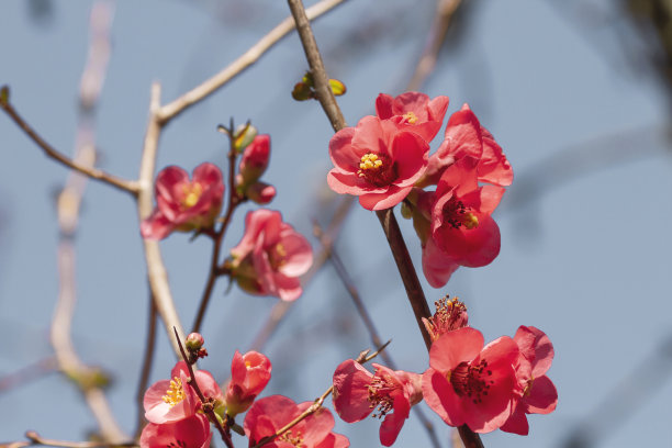 chaenomeles