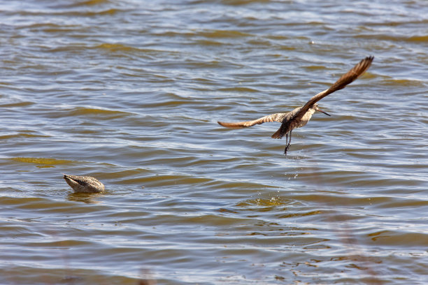 limosa