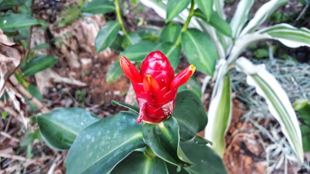 costus