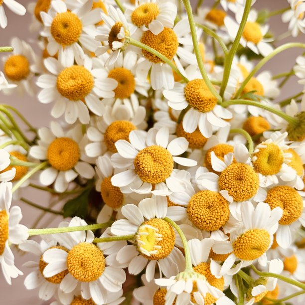 camomiles