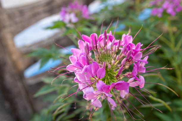 cleome