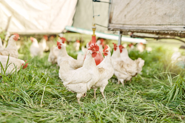 hen
