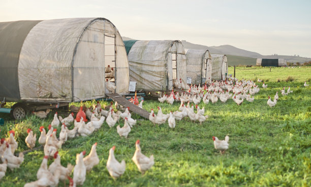hen