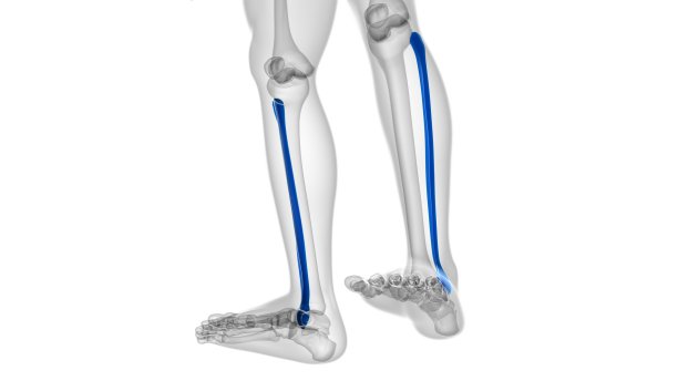 tibia