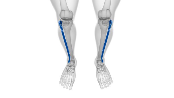 tibia