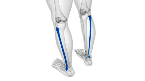 tibia