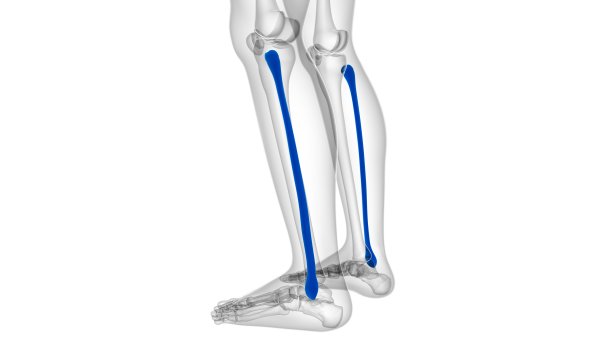 tibia