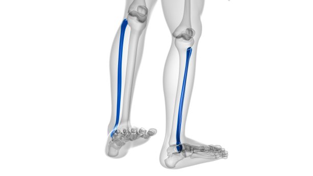 tibia