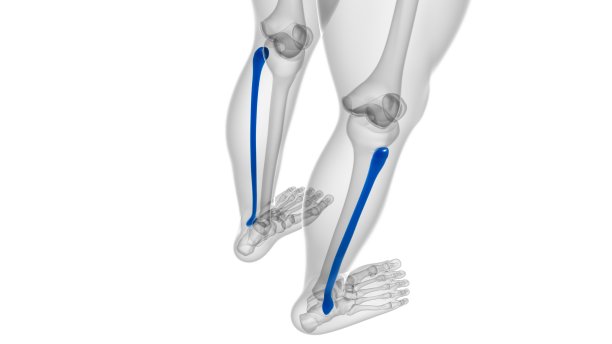 tibia