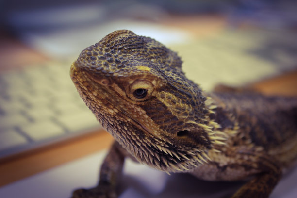 pogona