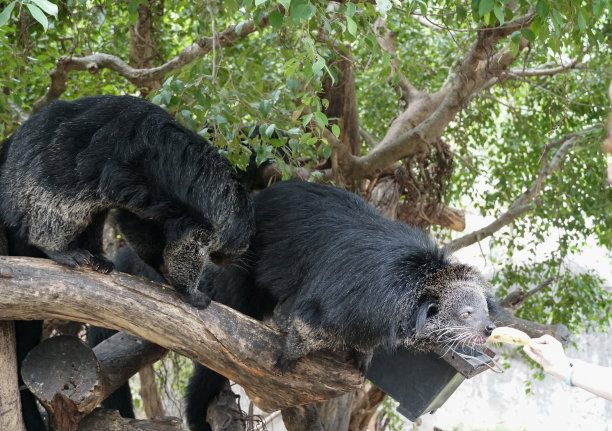 civet
