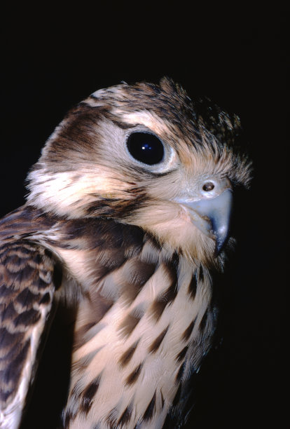 falcon