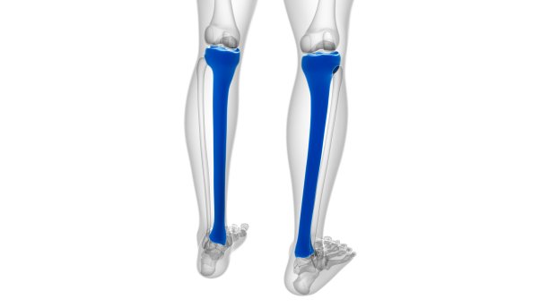 tibia