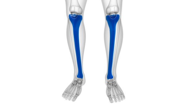 tibia