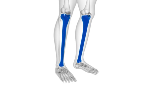 tibia