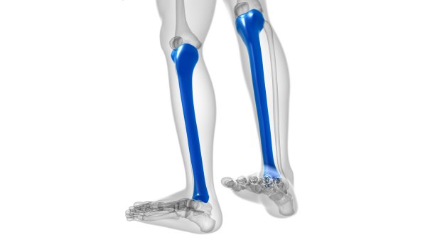 tibia