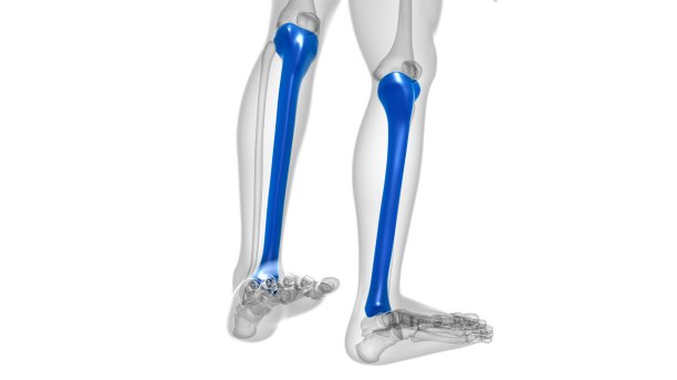 tibia