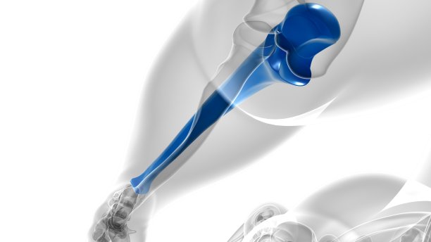 tibia