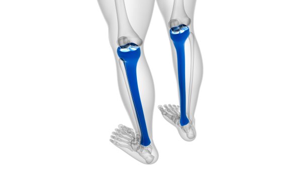 tibia
