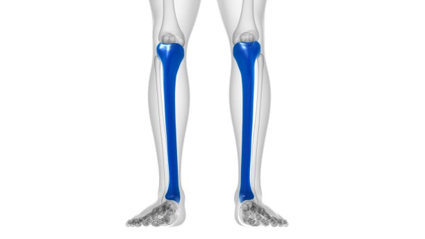 tibia